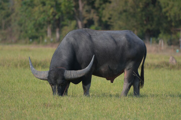 Obraz premium Thai buffalo walking back home