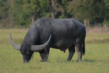 Thai buffalo walking back home
