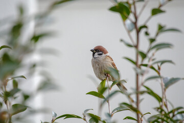 東京の赤坂9丁目のスズメ