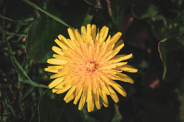 Close-up photo of flower