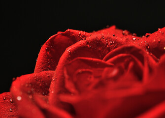 Wonderful big roses in water drops