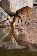 antelope drinking from a pond