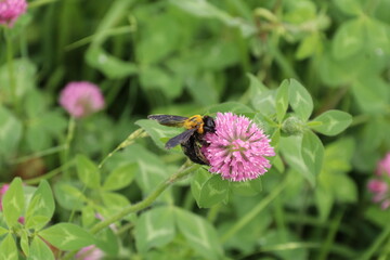 花に取りつくハチ