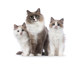 Beautiful mother with 2 cute mink Ragdoll cat kitten, sitting and standing beside each other facing...