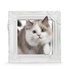 Cute mink Ragdoll cat kitten, stepping through white picture frame. Looking towards camera with aqua greenish eyes. Isolated on a white background.