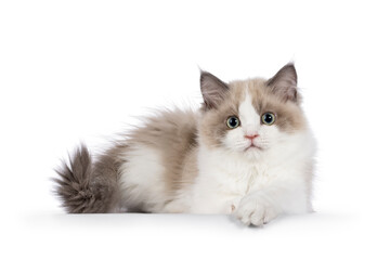 Fototapeta na wymiar Cute mink Ragdoll cat kitten, laying down side ways with paw on edge. Looking towards camera with aqua greenish eyes. Isolated on a white background.