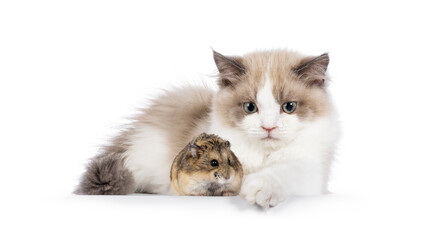 Adorable mink Ragdoll kittens, laying down together with brown Campbelli hamster. Unusual friends. Isolated on a white background.