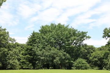 夏の森と雲。