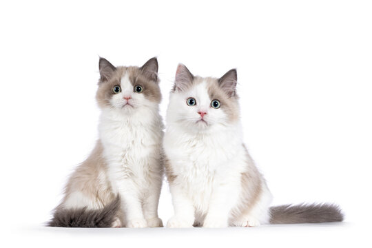 Two cute mink Ragdoll cat kitten, sitting  beside each other facing front. Looking towards camera with aqua greenish eyes. Isolated on a white background.