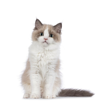 Cute mink Ragdoll cat kitten, sitting up facing front. Looking towards camera with aqua greenish eyes. Isolated on a white background.