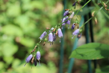 夏の花、ソバナ。