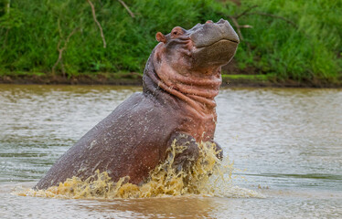 
A large number of hippos are found in the Sungulwane National park near the city of Durban in South Africa.