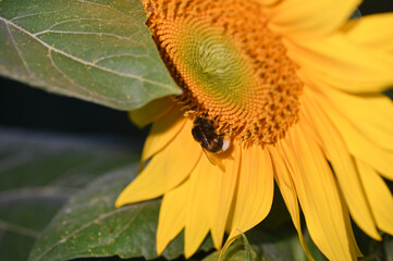 Beautiful sunflowers on the field in the village
