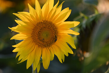 Beautiful sunflowers on the field in the village