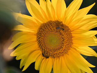 Naklejka premium Beautiful sunflowers on the field in the village