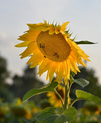 Beautiful sunflowers on the field in the village