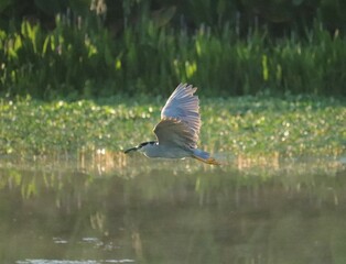 Yellow Crowned Night Heron in Flight
