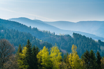 Germany, Schwarzwald tourism destination, panorama view above tree tops at the edge of the forest early in the morning after sunrise, perfect for hiking