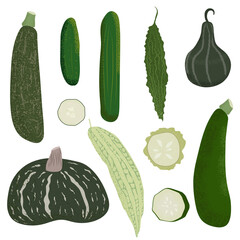 Vector green vegetables set. Hand drawn illustration with textures. Collection of farm products: zucchini, pumpkin, cucumber, bitter melon