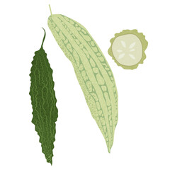 Vector illustration of green bitter melon (Momordica charantia). Textured vector illustration of cabbage leaves, isolated on a white background.