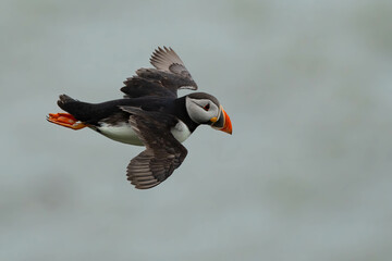 Puffin in Flight