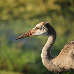 Juvenile Female Sandhill Crane Colt Kissed by the Golden Sun