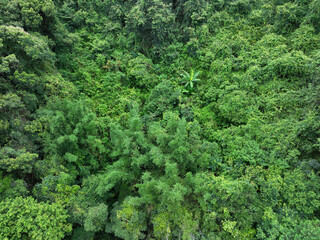 Aerial view of beautiful forest mountain landscape