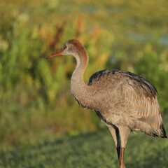 Juvenile Female Sandhill Crane Colt Kissed by the Golden Sun