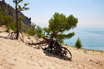 Walking trees. The roots of larch trees stick out of the sand. Sandy bay on Lake Baikal on a sunny summer day.