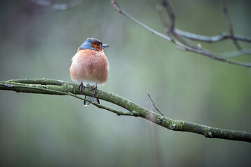 The bird sits on a branch. finch bird