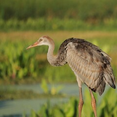 Juvenile Female Sandhill Crane Colt Kissed by the Golden Sun