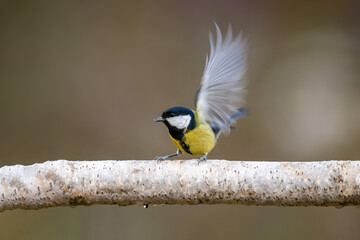 a great tit sits on a branch