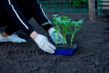 Gardner woman plants seedlings at garden or in a village. Spring planting of vegetables bell pepper in the ground.
