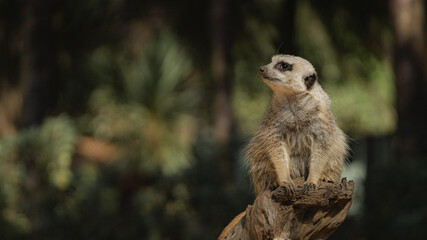 A Meerkat sits on a tree