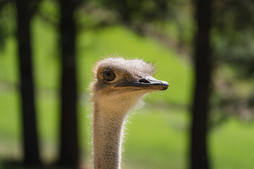 A close up of an emu