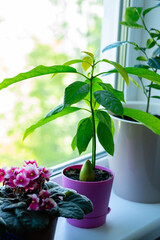 Young avocado tree on windowsill. Growing avocados at home.