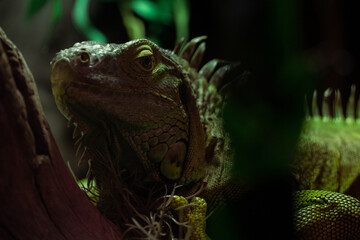 Obraz premium a closeup of a lizard surrounded by plants