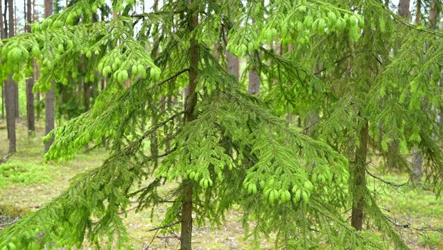 Morning in the spring forest