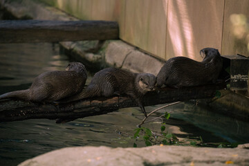 Obraz premium A family of Otters line up together on a log