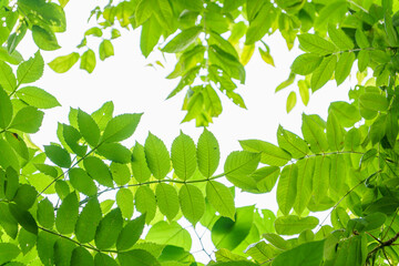 Fototapeta na wymiar 光と新緑の葉