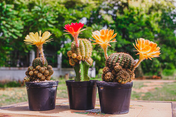 Collection of cactuses Red and Yellows  Cactus wood, cactus in tree pot. Cactus plants on wood table and nature background.