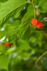 ヒメコウゾの実