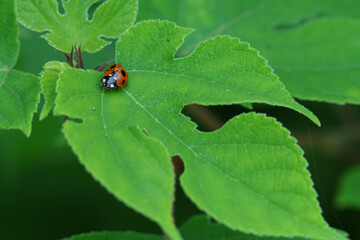 羽の壊れたてんとう虫