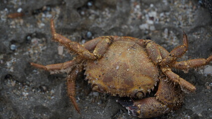 A dead  crab on the rocks of the  shore of the Mediterranean Sea