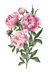 Watercolor peonies flowers, compositions, bouquets, elements. Hand painted watercolor peony and leaves
