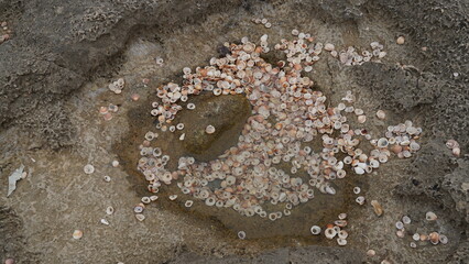 Volcanogenic rock slabs of Tel Dor(Israel)filled with shells of sea snails, famous for azure and crimson colors