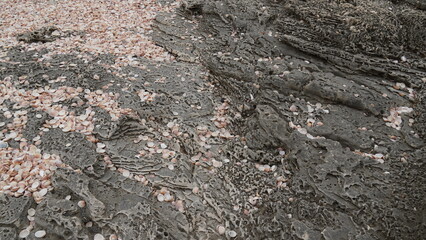Volcanogenic rock slabs of Tel Dor(Israel)filled with shells of sea snails, famous for azure and crimson colors
