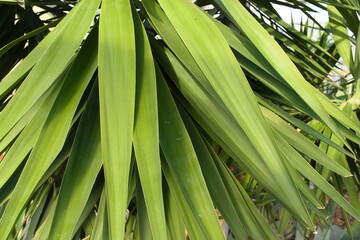 Obraz premium close up of leaf