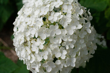 Hydrangea arborescens