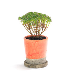 多肉植物、盆栽のようなアエオニウム・小人の祭りの鉢植え【白背景】